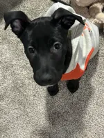 King , a male American Pit Bull Terrier and Labrador Retriever for sale in Colorado Springs, CO – Photo 2 of 4