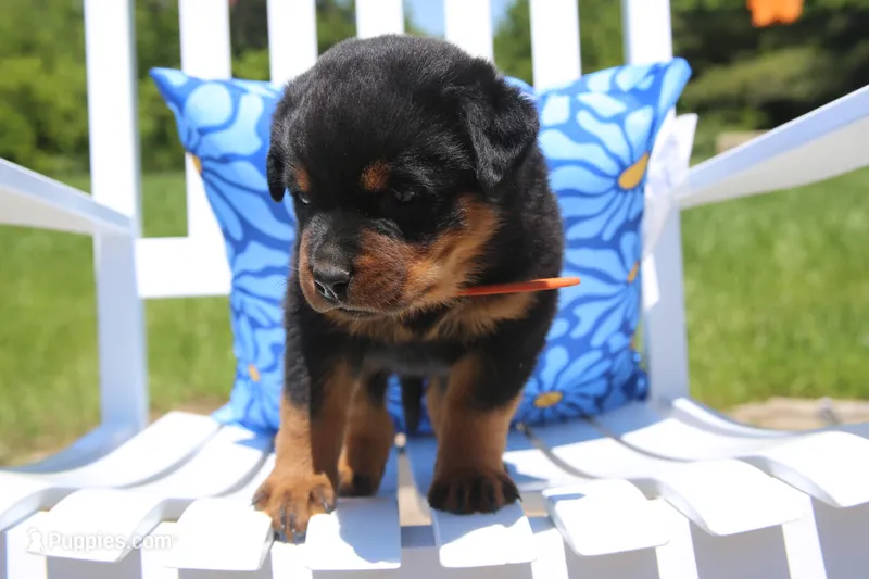 Jasper – Rottweiler puppy for sale in Mount Vernon, IL