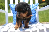 Jasper, a male Rottweiler for sale in Mount Vernon, IL – 1 of 7
