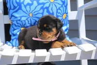 Charlotte, a female Rottweiler for sale in Mount Vernon, IL – 2 of 3