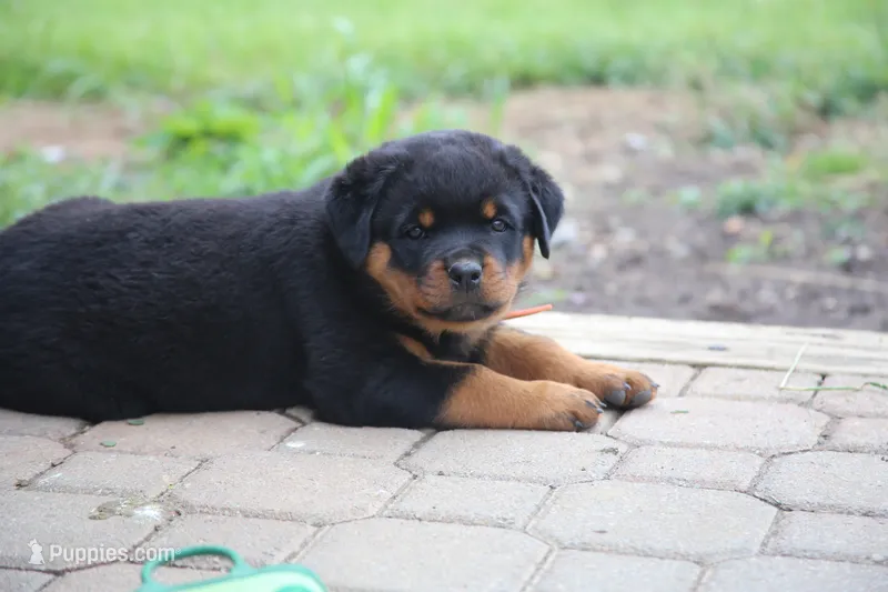 Jasper – Rottweiler puppy for sale in Mount Vernon, IL