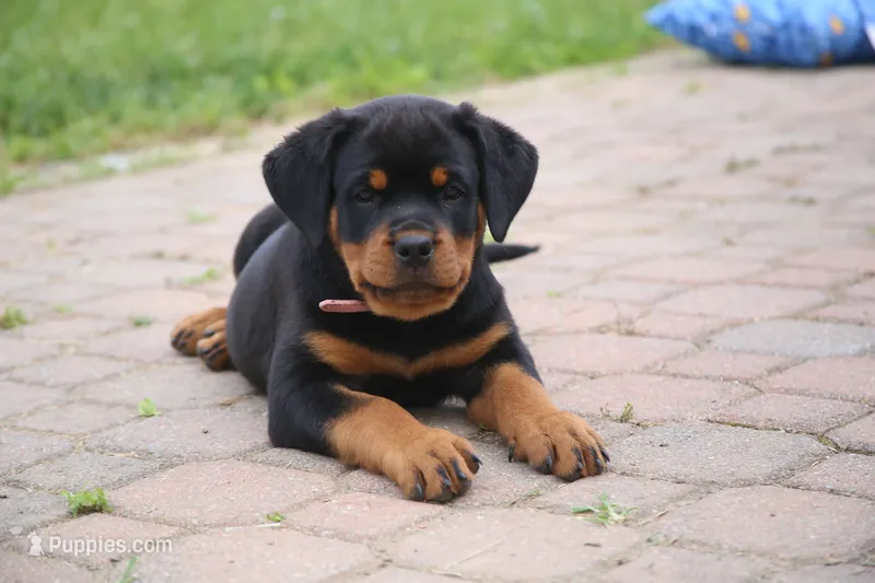 Charlotte – Rottweiler puppy for sale in Mount Vernon, IL