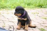 Gabby, a female Rottweiler for sale in Mount Vernon, IL – 3 of 4