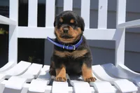 Jackson, a male Rottweiler for sale in Mount Vernon, IL – 3 of 7