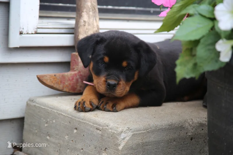 Charlotte – Rottweiler puppy for sale in Mount Vernon, IL