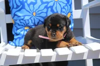 Charlotte, a female Rottweiler for sale in Mount Vernon, IL – 3 of 3