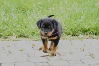 Gabby, a female Rottweiler for sale in Mount Vernon, IL – 2 of 4