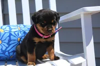 Lexi, a female Rottweiler for sale in Mount Vernon, IL – 1 of 6