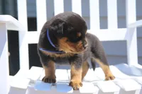 Jackson, a male Rottweiler for sale in Mount Vernon, IL – 2 of 7