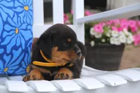 Sage, a female Rottweiler for sale in Mount Vernon, IL – 1 of 4