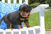 Jasper, a male Rottweiler for sale in Mount Vernon, IL – 3 of 7