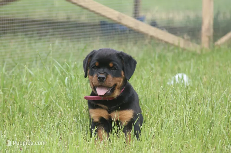 Lexi – Rottweiler puppy for sale in Mount Vernon, IL