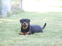 Jasper, a male Rottweiler for sale in Mount Vernon, IL – 5 of 7