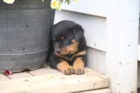 Skye, a female Rottweiler for sale in Mount Vernon, IL – 2 of 2