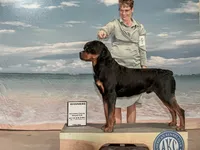 Jasper, a male Rottweiler for sale in Mount Vernon, IL – 6 of 7