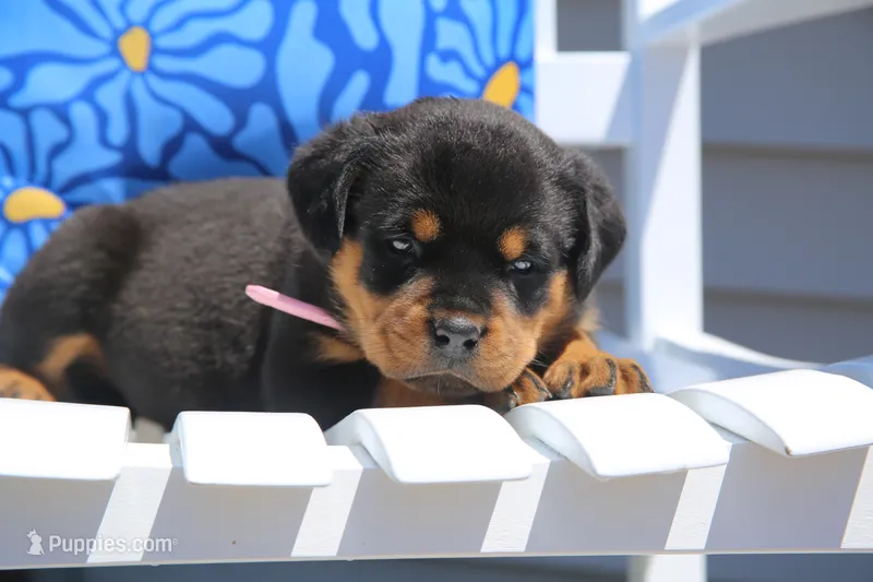 Charlotte, a female Rottweiler for sale in Mount Vernon, IL – 1 of 3