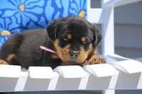 Charlotte, a female Rottweiler for sale in Mount Vernon, IL – 1 of 3