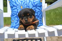 Jasper, a male Rottweiler for sale in Mount Vernon, IL – 2 of 7