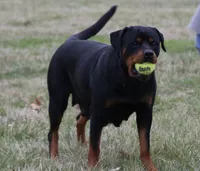 Jasper, a male Rottweiler for sale in Mount Vernon, IL – 4 of 7