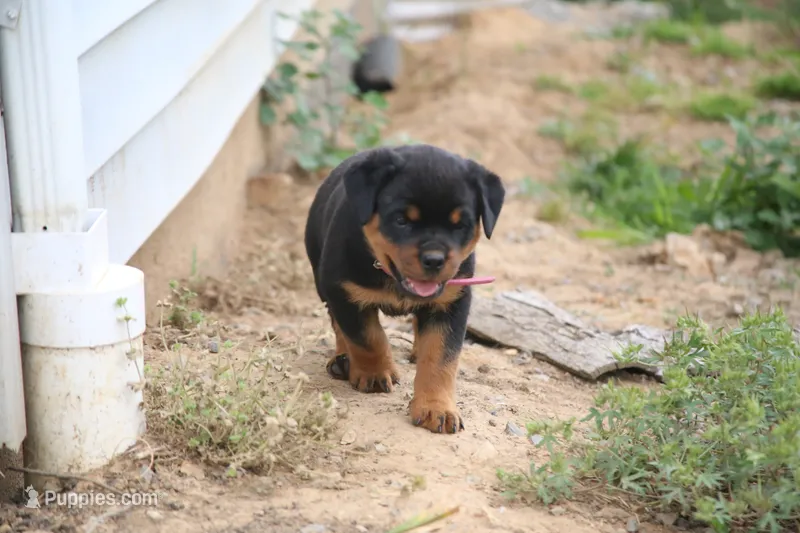Lexi – Rottweiler puppy for sale in Mount Vernon, IL