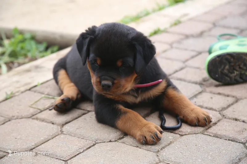 Lexi – Rottweiler puppy for sale in Mount Vernon, IL