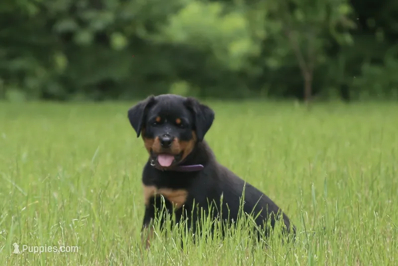 Gabby – Rottweiler puppy for sale in Mount Vernon, IL