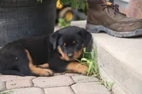 Gabby, a female Rottweiler for sale in Mount Vernon, IL – 4 of 4