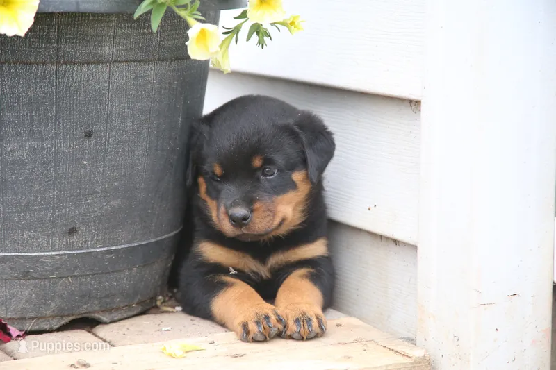 Skye, a female Rottweiler for sale in Mount Vernon, IL – 1 of 2