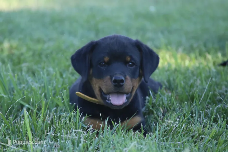 Sage – Rottweiler puppy for sale in Mount Vernon, IL