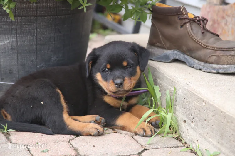 Gabby – Rottweiler puppy for sale in Mount Vernon, IL
