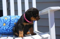 Lexi, a female Rottweiler for sale in Mount Vernon, IL – 2 of 6
