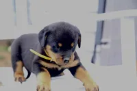 Sage, a female Rottweiler for sale in Mount Vernon, IL – 3 of 4