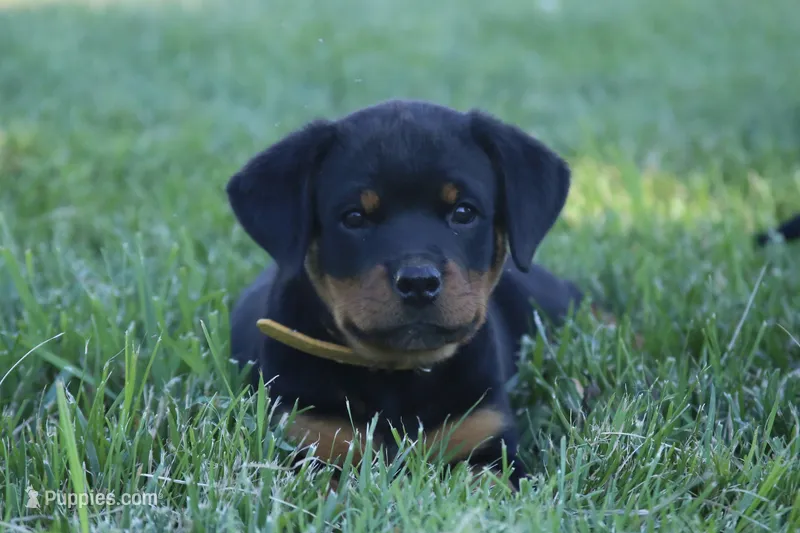 Sage – Rottweiler puppy for sale in Mount Vernon, IL