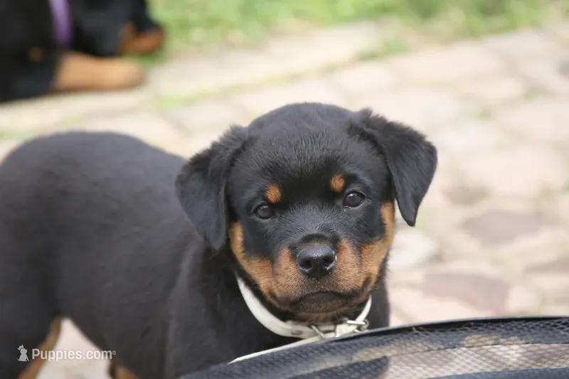 Skye – Rottweiler puppy for sale in Mount Vernon, IL