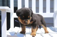Jackson, a male Rottweiler for sale in Mount Vernon, IL – 1 of 7