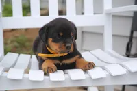Sage, a female Rottweiler for sale in Mount Vernon, IL – 2 of 4