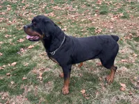 Jackson, a male Rottweiler for sale in Mount Vernon, IL – 7 of 7
