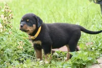 Sage, a female Rottweiler for sale in Mount Vernon, IL – 4 of 4