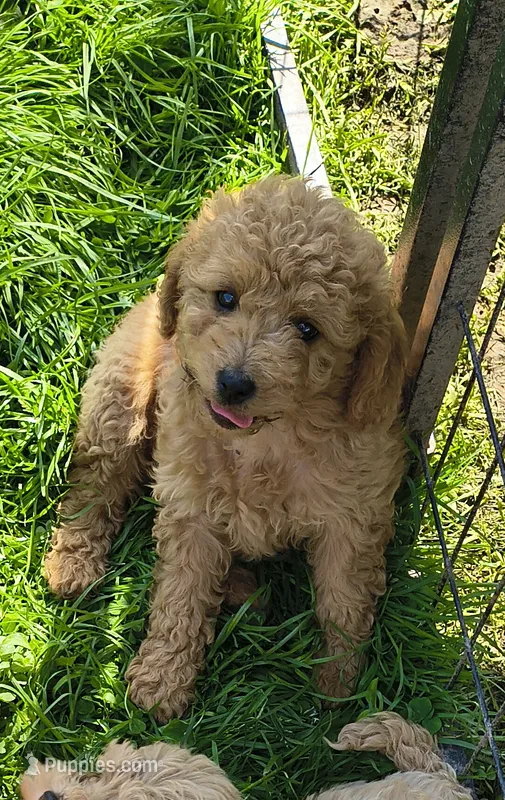Trudy, a female Cavapoo for sale in Windsor, NY – 1 of 2
