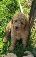 Trudy, a female Cavapoo for sale in Windsor, NY – 1 of 2