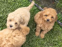 Goldie, a female Cavapoo for sale in Windsor, NY – 2 of 9