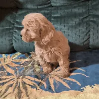 Goldie, a female Cavapoo for sale in Windsor, NY – 3 of 9