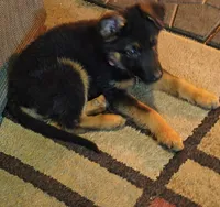 Trudy, a female puppy for sale in Windsor, NY – Photo 8 of 9