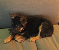 Trudy, a female puppy for sale in Windsor, NY – Photo 7 of 9