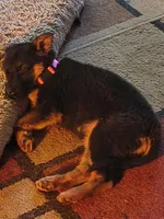 Trudy, a female puppy for sale in Windsor, NY – Photo 9 of 9