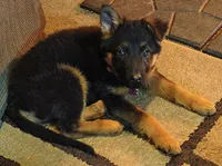 Trudy, a female puppy for sale in Windsor, NY – Photo 1 of 9