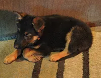 Trudy, a female puppy for sale in Windsor, NY – Photo 6 of 9