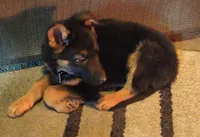 Trudy, a female puppy for sale in Windsor, NY – Photo 2 of 9