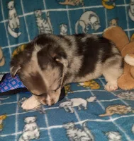 Marty, a male Pembroke Welsh Corgi for sale in Windsor, NY – Photo 8 of 10