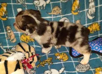 Marty, a male Pembroke Welsh Corgi for sale in Windsor, NY – Photo 9 of 10